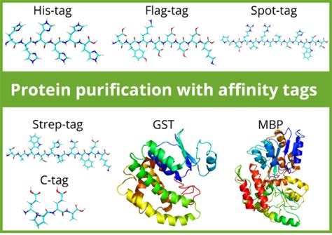 protein tags for purification